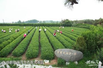 日照御海湾生态观光茶园照片