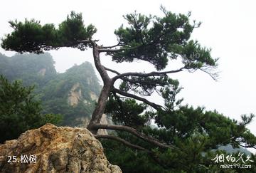 蓝田王顺山国家森林公园-松树照片