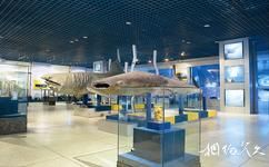 大連自然博物館旅遊攻略之軟骨魚類展廳