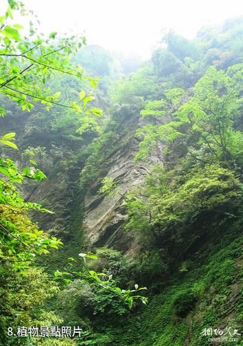 綿陽千佛山風景名勝區-植物照片