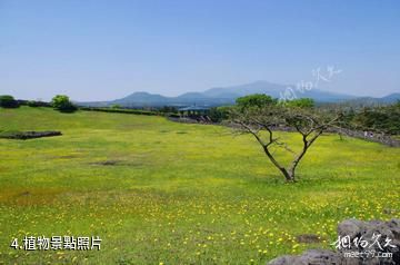 濟州島山君不離-植物照片