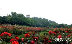 中山紫馬嶺公園旅遊攻略之玫瑰園