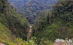 云南黄连山国家级自然保护区旅游攻略之山林