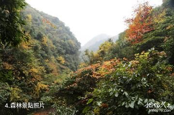 安徽寧國夏霖風景區-森林照片