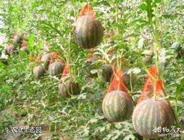 津南国家农业科技园-农业生态园照片