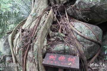 海南霸王岭国家森林公园-树枹树照片