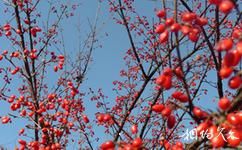 扬州茱萸湾公园旅游攻略之茱萸果实