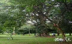 斯里兰卡康提市旅游攻略之紫薇树