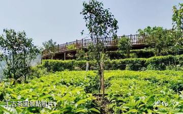 雲南鳳慶滇紅第一村-古茶園照片