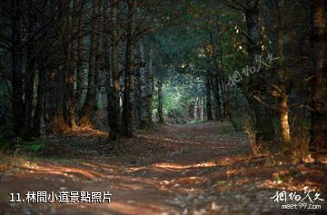 雲南哀牢山國家級自然保護區-林間小道照片