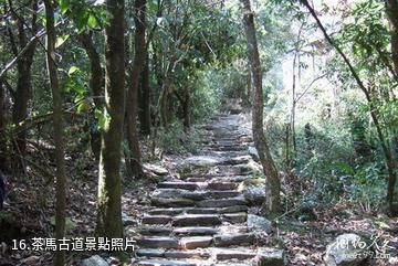 雲南哀牢山國家級自然保護區-茶馬古道照片