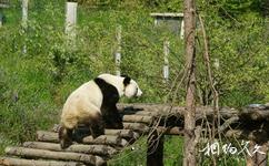 汉中华阳古镇旅游攻略之熊猫岭