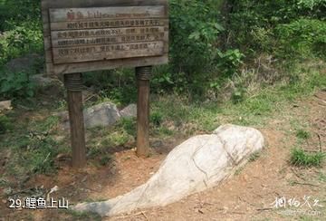 南京金牛湖景区-鲤鱼上山照片