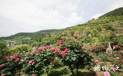 重庆开州盛山植物园旅游攻略之玫瑰苑