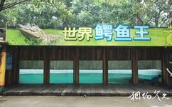 广州长隆旅游攻略之世界鳄鱼王