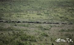 坦尚尼亞恩戈羅恩戈羅自然保護區旅遊攻略之水牛