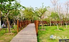 上海顾村公园旅游攻略之木栈道