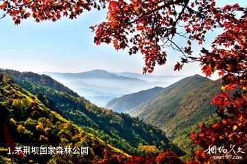 茅荆坝国家森林公园照片