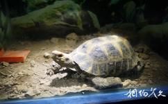 宁波海洋世界旅游攻略之两栖动物展览区