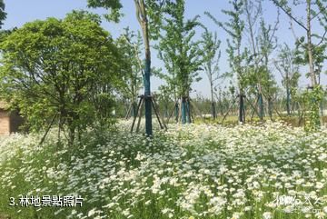 上海長興島郊野公園-林地照片