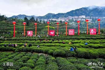 成都蒲江成佳茶乡旅游景区-茶园照片