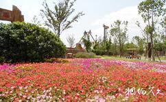 上海顾村公园旅游攻略之花卉