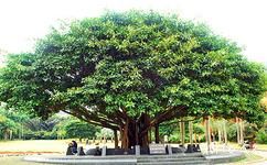 深圳仙湖植物园旅游攻略之小平手植树