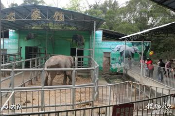 柳州动物园-大象照片