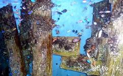 秦皇島新澳海底世界旅遊攻略之海底造影