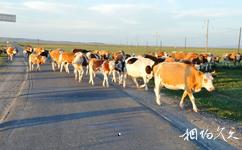 克什克騰旗貢格爾草原旅遊攻略之過馬路的牛群