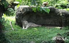 泰國曼谷旅遊攻略之律實動物園