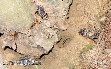 貴陽森林公園-蒙瘤犀金龜照片