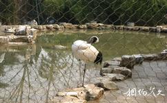 南京红山森林动物园旅游攻略之仙鹤园