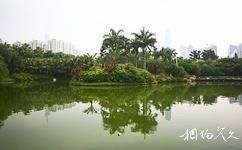 廣州珠江公園旅遊攻略之棕櫚園