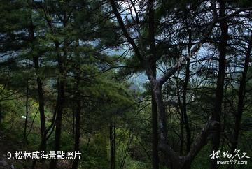 漢中天台森林公園-松林成海照片