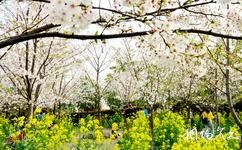 上海顾村公园旅游攻略之樱花