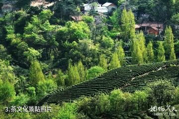 信陽靈龍湖生態文化旅遊區-茶文化照片