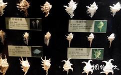 大连圣亚海洋世界旅游攻略之贝壳展示区