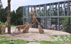 西安秦岭野生动物园旅游攻略之雄狮星跳跃