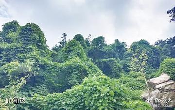 莱芜彩石溪景区-植被照片