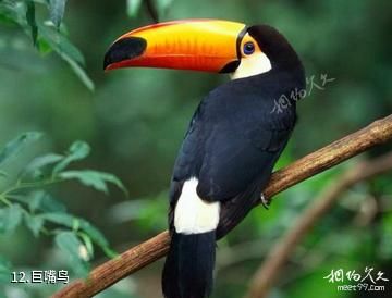 重庆野生动物世界-巨嘴鸟照片