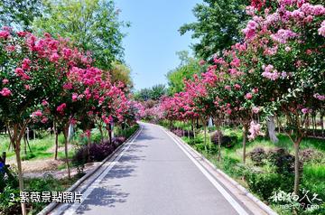 武漢紫薇都市田園景區-紫薇照片