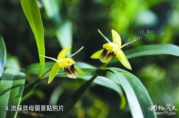 廣西雅長蘭科植物國家級自然保護區-流蘇貝母蘭照片