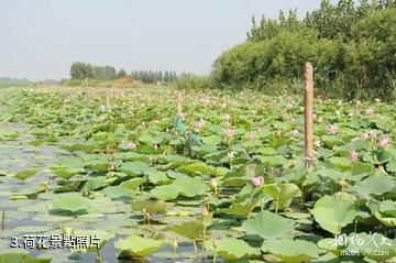 白洋淀千里大堤-荷花照片