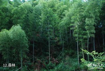 湖南龙窖山风景区-森林照片