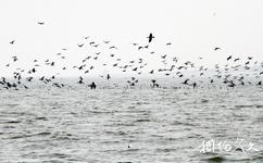 唐山湾国际旅游岛旅游攻略之国际观鸟基地