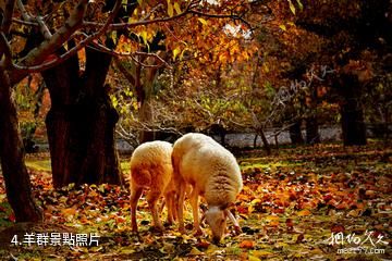 蘭州皋蘭什川古梨園-羊群照片
