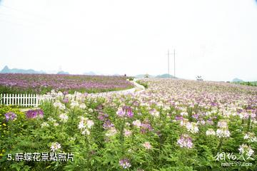 忻城薰衣草莊園-醉蝶花照片