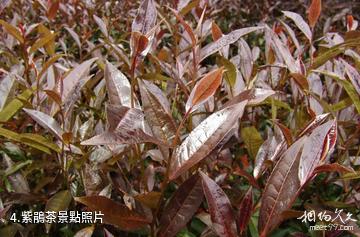 西雙版納大益莊園-紫鵑茶照片