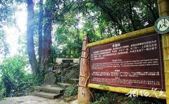 大竹五峰山国家森林公园旅游攻略之幸福树